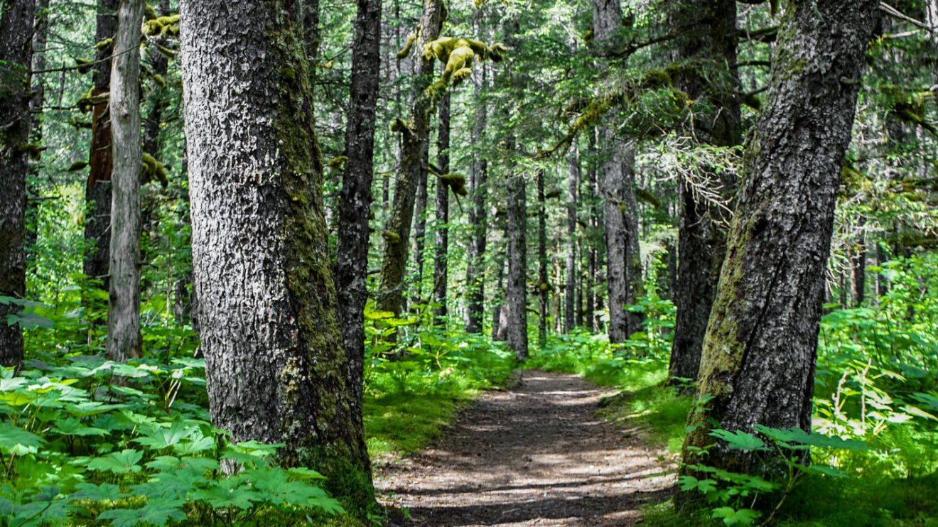 a tree in the middle of a lush green forest