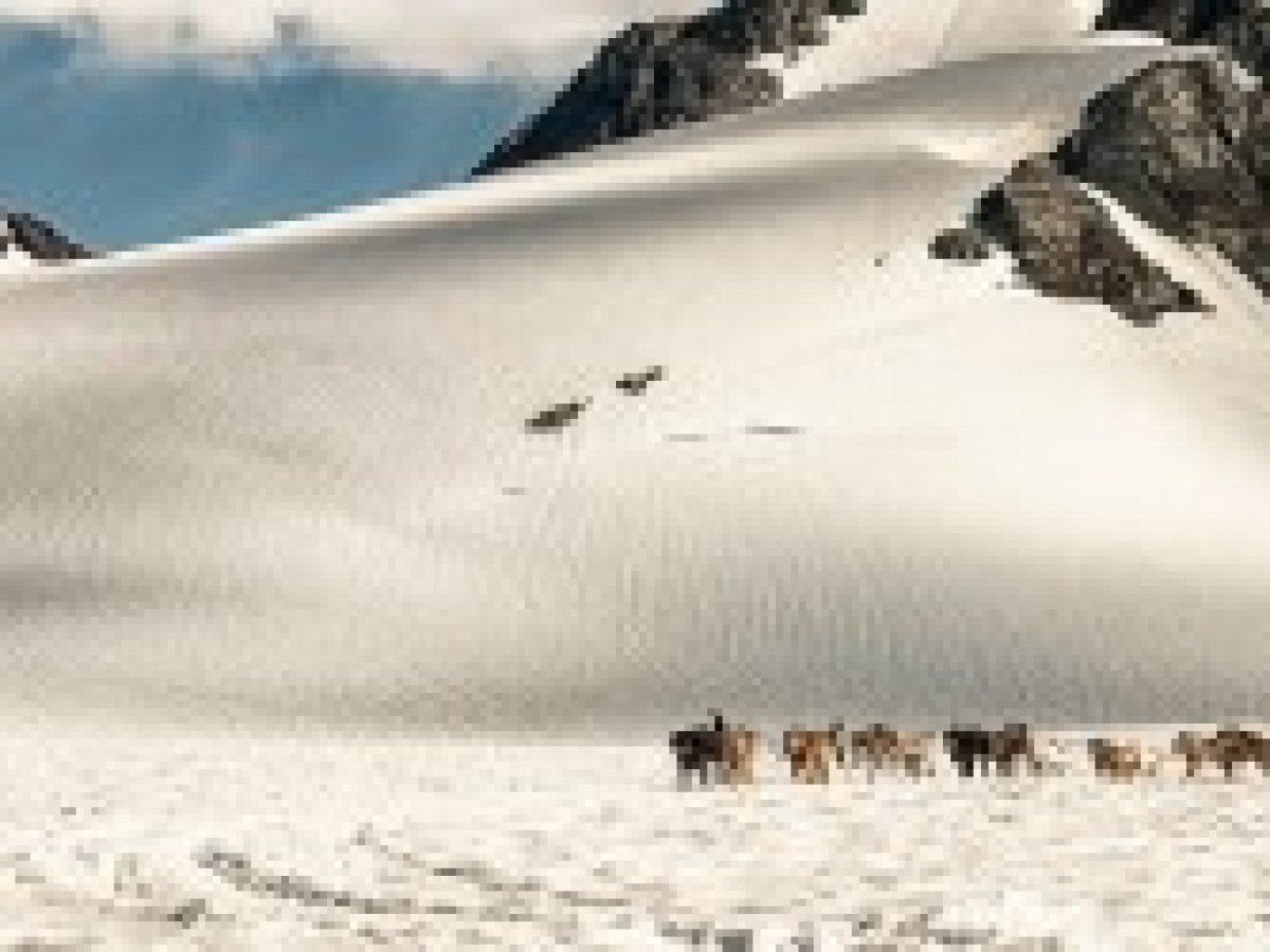 Glacier Dog Sledding - Seward Helicopters