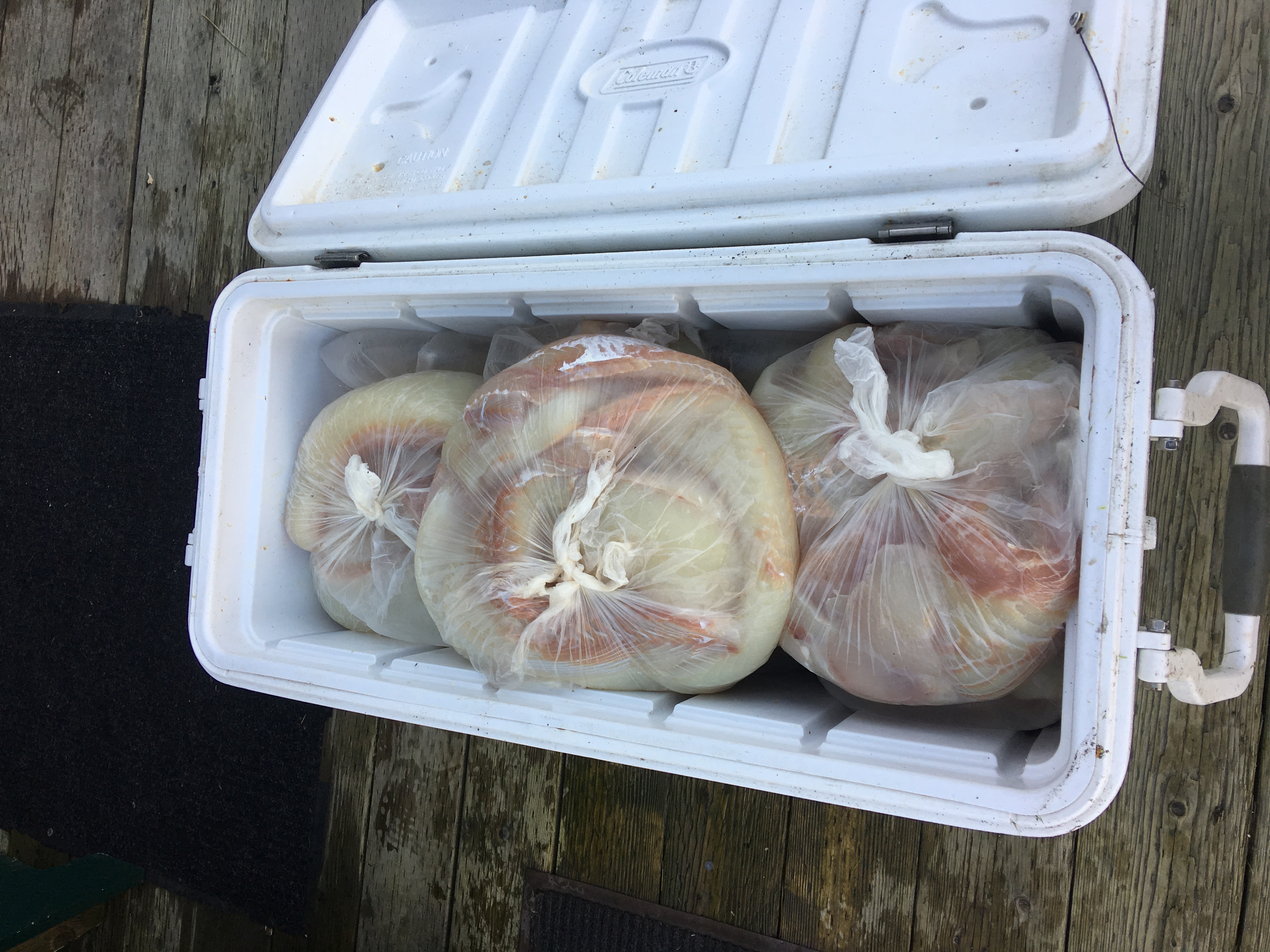 A 150 quart cooler full of Halibut Fillets